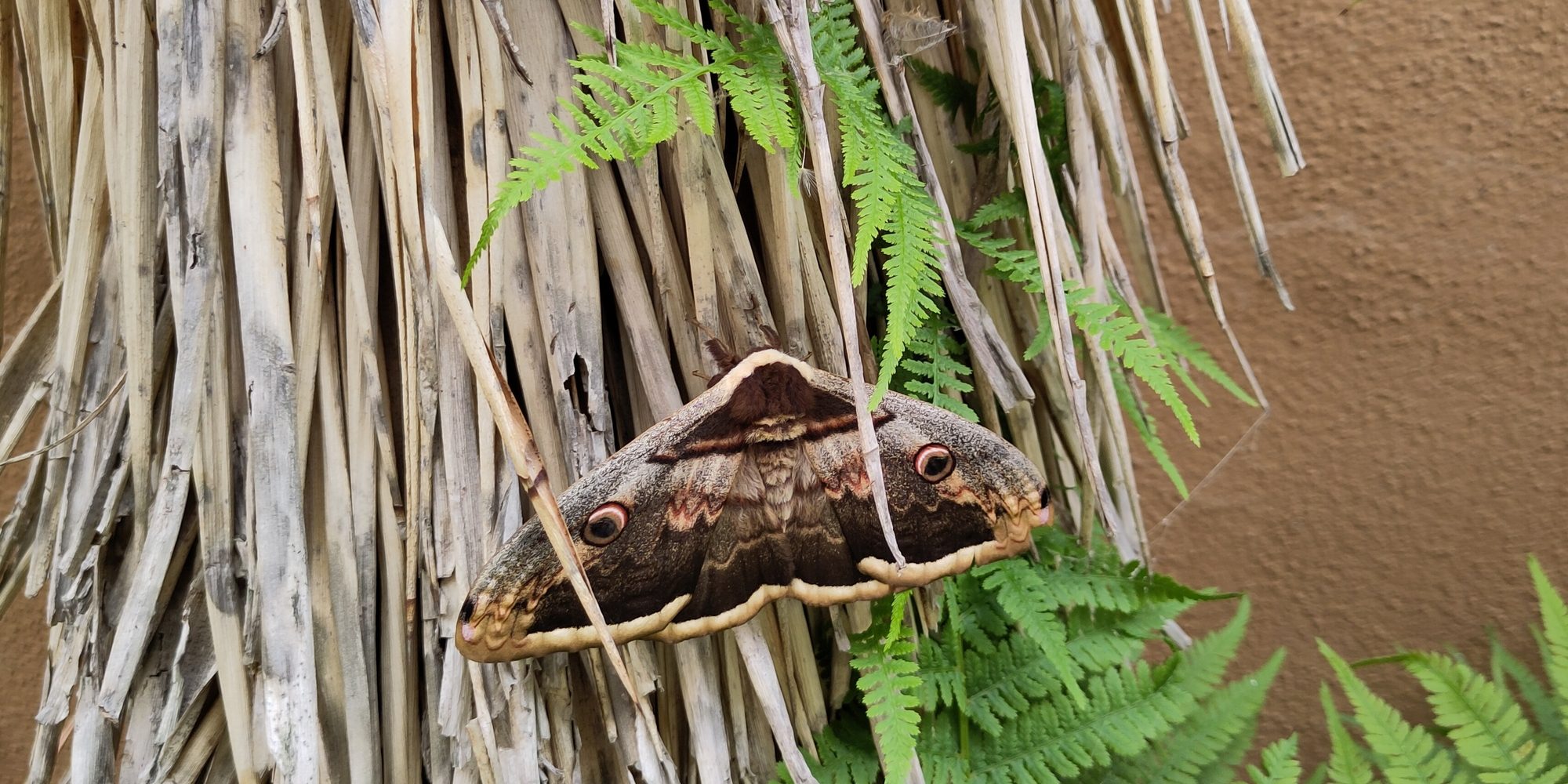 Nachtfalter auf Stroh sitzend